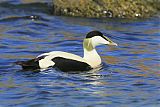 Common Eider